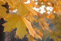 Blurred backdrop of beautiful reddish maple foliage