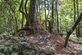 Blurred background with ant live scene in the jungles, Amazon River basin in South America