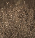 Blurred background with autumn grasses. Background.