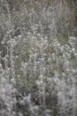 Blurred background with autumn grasses. Background.