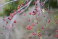 Blurred background with autumn grasses. Background.