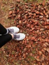 blurred background for the background, feet in sneakers pine cones, carpet of cones in the forest, autumn forest. pinecones feet