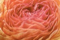 Blurred background of beautiful lines of petals of an open ranunculus flower in the color of 2024 apricot crash, top view, close Royalty Free Stock Photo