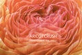 Blurred background of beautiful lines of petals of an open ranunculus flower in the color of 2024 apricot crash, top view, close Royalty Free Stock Photo