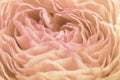 Blurred background of beautiful lines of petals of an open ranunculus flower in the color of the year 2024 peach fuzz or apricot Royalty Free Stock Photo