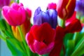 Blurred background. Beautiful multi-colored fragrant large tulips Royalty Free Stock Photo