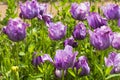 Blurred background beautiful purple delicate tulips in the park Royalty Free Stock Photo