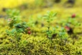 Blurred background berry cranberries in moss