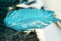 Blurred background with big blue ostrich feather