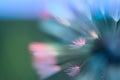 Blurred background with blue and green accent. Flower, rainbow. Abstract soft pastel color background. Blurred dandelion seeds Royalty Free Stock Photo