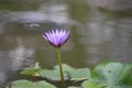 Blue tropical water lily flower Royalty Free Stock Photo
