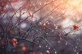 Blurred background with branches and raindrops Royalty Free Stock Photo