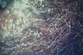 Blurred background with branches and raindrops Royalty Free Stock Photo