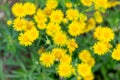 Blurred background with bright yellow Chamomile flowers field sunlight Royalty Free Stock Photo