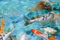 Blurred background Chinese goldfish in pond with clean water.