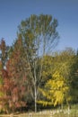 Blurred background with colorful autumn trees reflection on a calm lake under blue sky Royalty Free Stock Photo