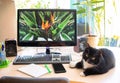 Blurred background cozy home workplace with enabled computer, houseplants and cat. Remote work, distance E education