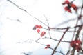 Blurred background, defocused bush with red berries, covered in snow, cold weather, defocused plants in wintertime Royalty Free Stock Photo