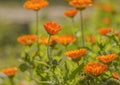 Blurred background with a field of blooming marigold flowers in sunlight Royalty Free Stock Photo