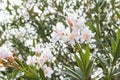 Blurred background flowering branches of white oleander Royalty Free Stock Photo