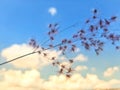Blurred background flowers and blue sky Royalty Free Stock Photo