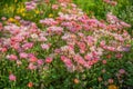Blurred background flowers- bokeh Royalty Free Stock Photo