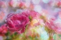 Blurred background flowers- bokeh Royalty Free Stock Photo