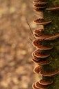 On a blurred background of the forest, a fragment of a tree trunk with tinder fungus