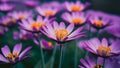 Blurred background with full focus on purple flowers, yellow anthers