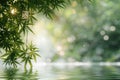 A blurred background of green bamboo leaves, with light and shadow on the left side of the screen. the foreground is a light Royalty Free Stock Photo
