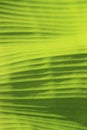 Blurred background of green banana leaf. Royalty Free Stock Photo