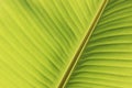 Blurred background of green banana leaf. Royalty Free Stock Photo