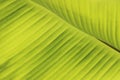 Blurred background of green banana leaf. Royalty Free Stock Photo