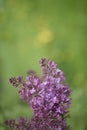 Blurred background of green field with blooming purple lilac flowers in defocus. Morning sunlight. Vertical Royalty Free Stock Photo