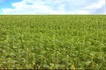 Blurred background of green field of a growing young sunflower