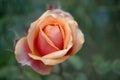 On a blurred background of a green flowerbed a bud of delicate peach-colored rose petals