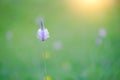 Blurred background of green grass and plantain flower