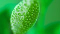 Blurred background with a green leaf with water droplets at high magnification against a green background. Royalty Free Stock Photo