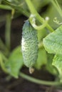 On a blurred background green pimply cucumber growing in the garden Royalty Free Stock Photo