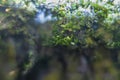 Blurred background with hanging moss Royalty Free Stock Photo