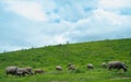 Blurred background of a herd of buffalos