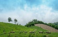 Blurred background of a herd of buffalos