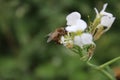 Blurred background. Honeybee Macrophotography. White petals.