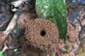 Blurred background with insect live scene in the jungles, Amazon River basin in South America