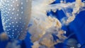 Blurred background of jellyfish in blue water Royalty Free Stock Photo