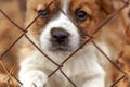 Blurred background .Lonely sad dog behind a wire fence, lost freedom, red white.Puppy Royalty Free Stock Photo