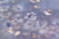Blurred background melted the ice in a puddle and yellow autumn leaves