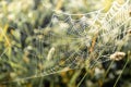 Blurred background natural image with thin cobweb on meadow grass.