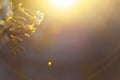 Blurred background with natural sun flare. Abstract blurred background. Abstract blur morning light Royalty Free Stock Photo