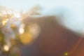 Blurred background with natural sun flare. Abstract blurred background Royalty Free Stock Photo